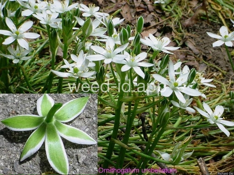 star-of-Bethlehem